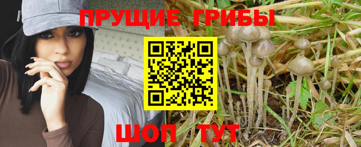 Псилоцибиновые грибы MAGIC MUSHROOMS  Псилоцибиновые грибы Magic Shrooms  Вход с VPN  Санкт-Петербург 